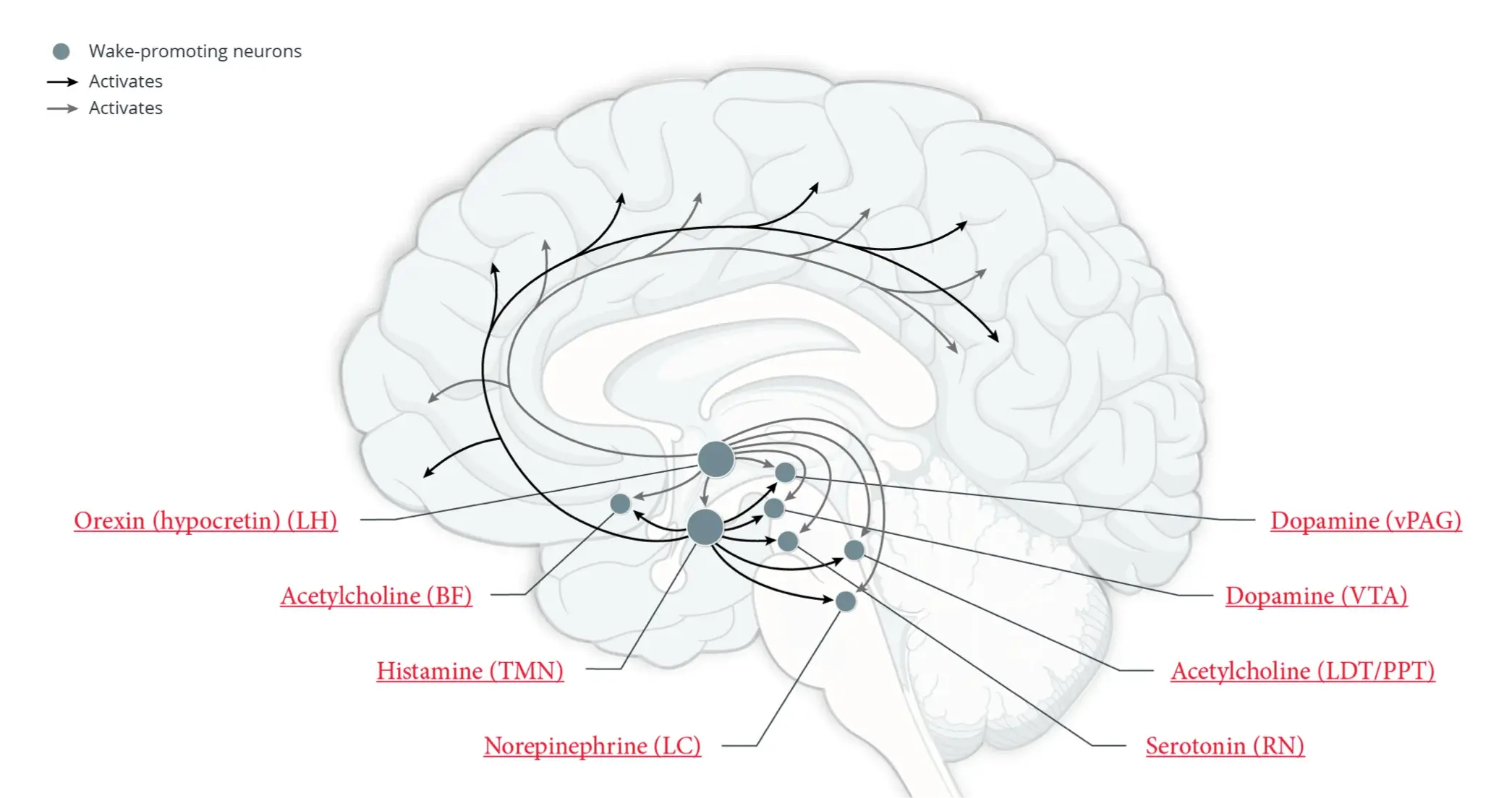 Figure showing the location of multiple neuronal systems in the brain