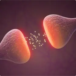 Illustration of activity between two neurotransmitters