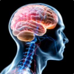 Illustration of brain inside the human head