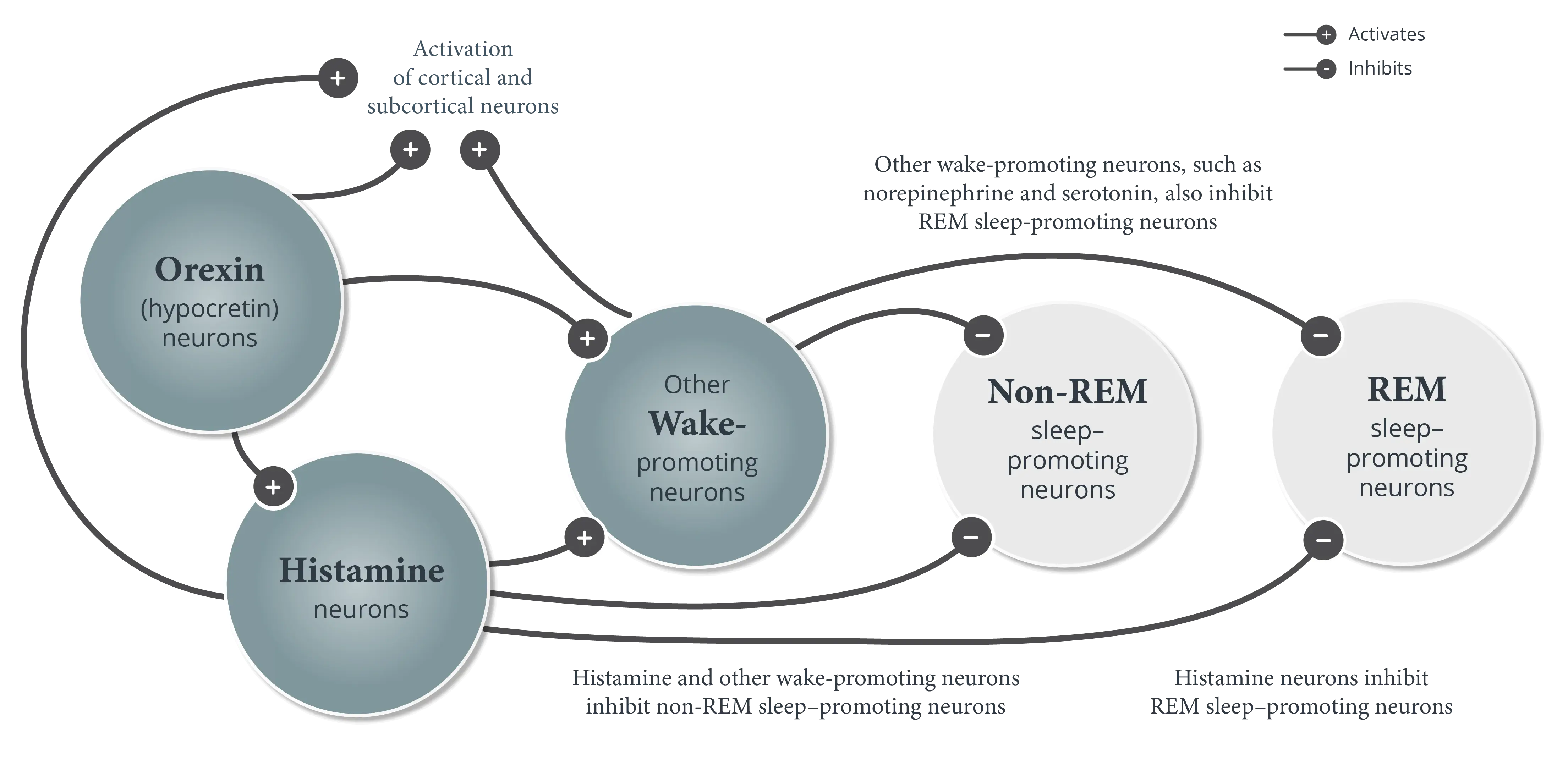 Figure showing the wake-promoting effects of orexin (hypocretin)