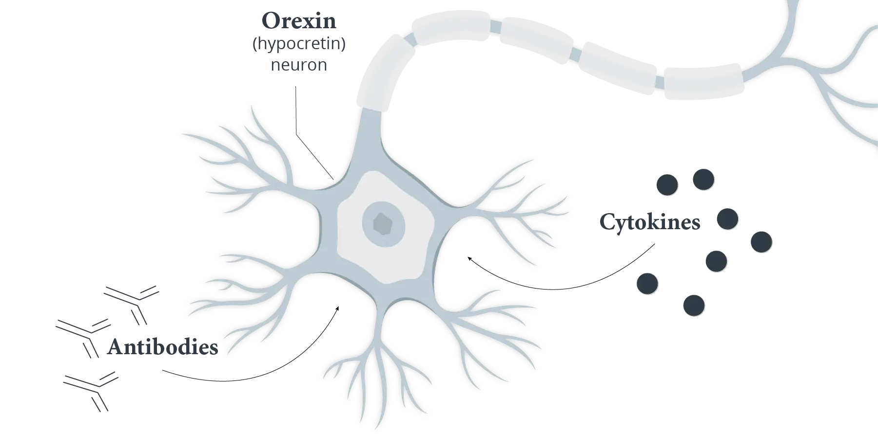 Illustration of neuron depicting potential involvement of immune response in narcolepsy