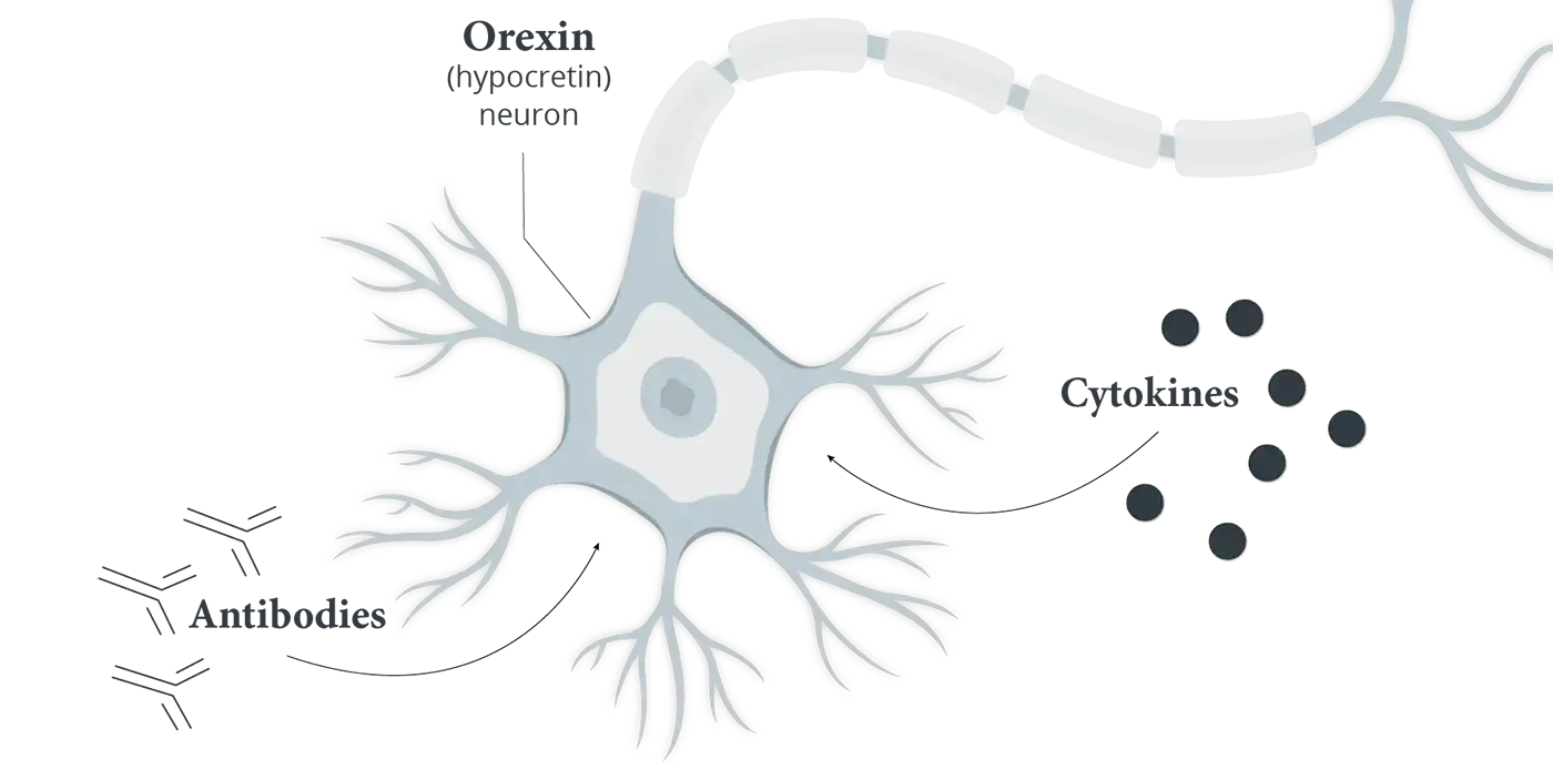 Illustration of neuron depicting potential involvement of immune response in narcolepsy